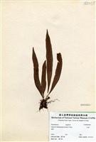 藏品(瓦葦)的圖片